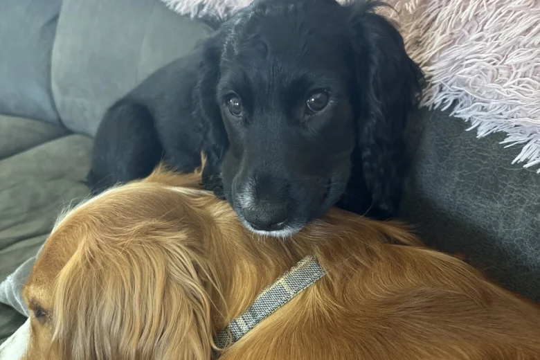 Cocker Spaniel (Working)