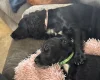 Cocker Spaniel (Working)