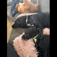 Cocker Spaniel (Working)