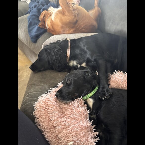 Cocker Spaniel (Working)