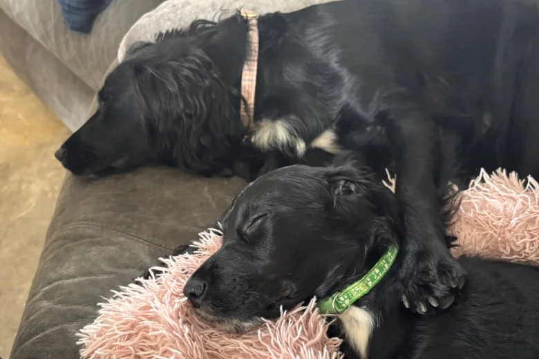 Cocker Spaniel (Working)