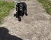 Cocker Spaniel (Working)
