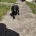 Cocker Spaniel (Working)