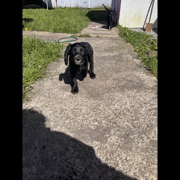 Cocker Spaniel (Working)