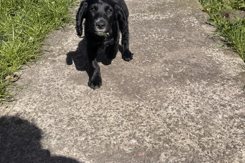 Cocker Spaniel (Working)