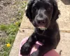 Cocker Spaniel (Working)