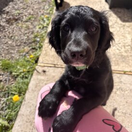 Cocker Spaniel (Working)