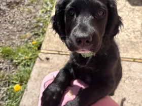 Cocker Spaniel (Working)
