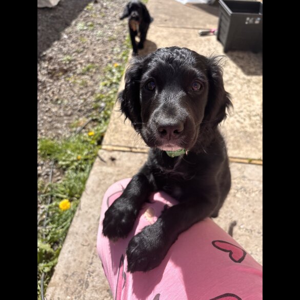 Cocker Spaniel (Working)
