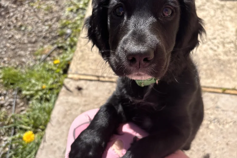 Cocker Spaniel (Working)
