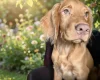 Cocker Spaniel (Show)