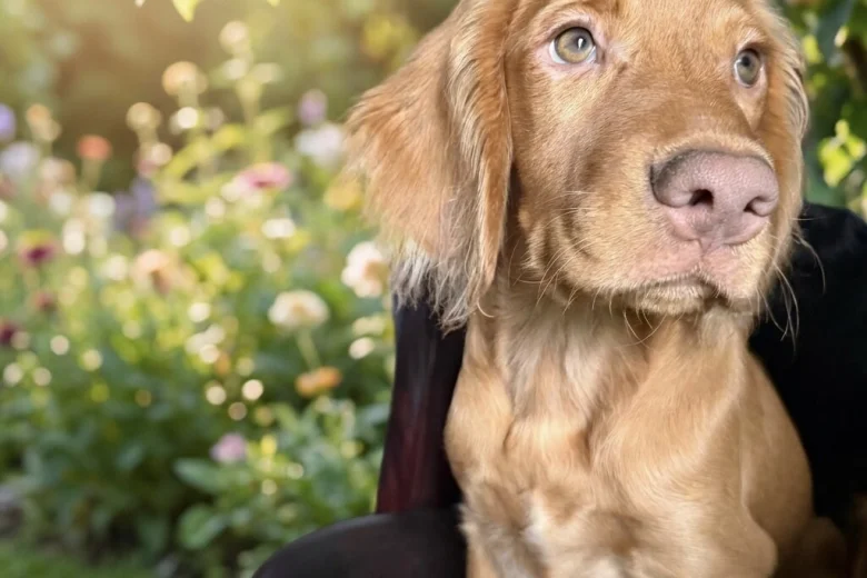 Cocker Spaniel (Show)