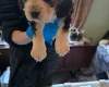 Cocker Spaniel (Show)