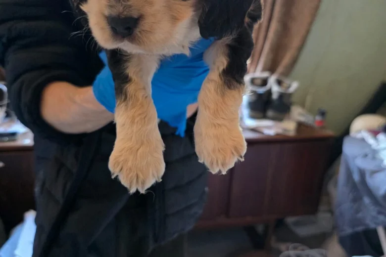 Cocker Spaniel (Show)