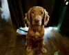Cocker Spaniel (Show)