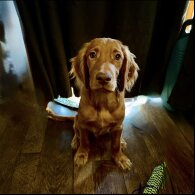 Cocker Spaniel (Show)