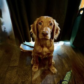 Cocker Spaniel (Show)