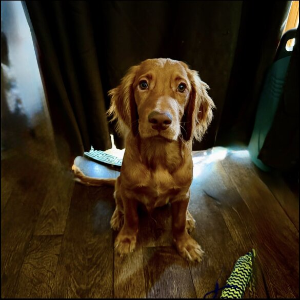 Cocker Spaniel (Show)