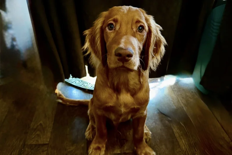 Cocker Spaniel (Show)