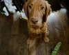 Cocker Spaniel (Show)