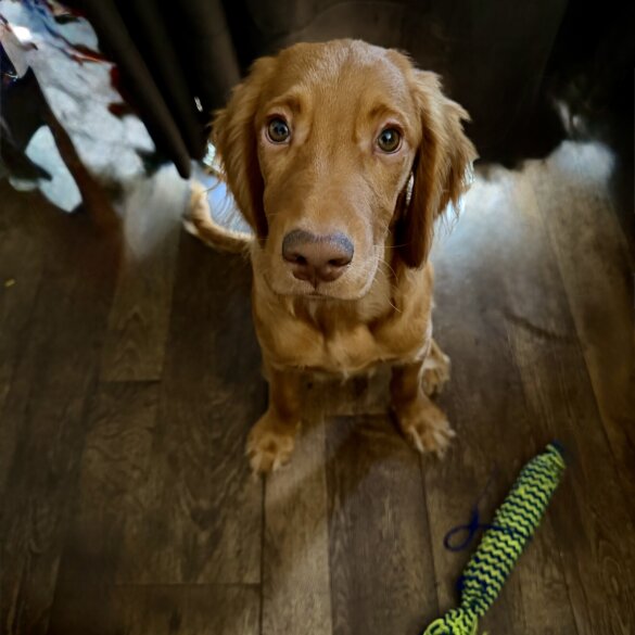 Cocker Spaniel (Show)