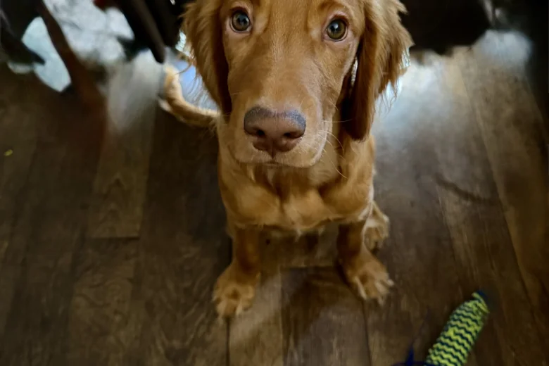 Cocker Spaniel (Show)