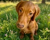 Cocker Spaniel (Show)