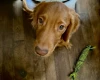 Cocker Spaniel (Show)