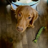 Cocker Spaniel (Show)