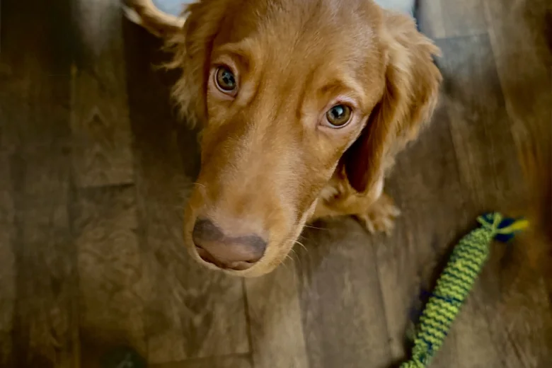 Cocker Spaniel (Show)