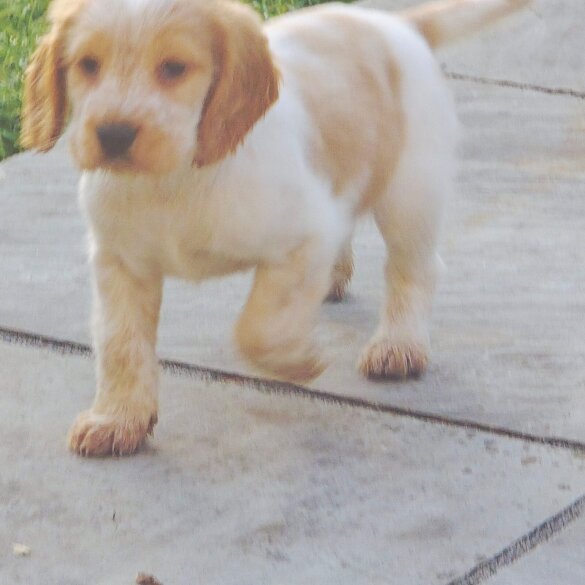 Cocker Spaniel (Show)