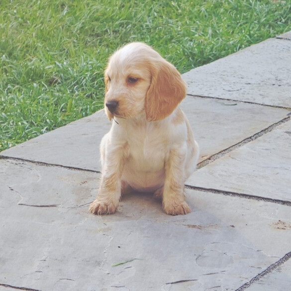 Cocker Spaniel (Show)