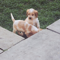 Cocker Spaniel (Show)