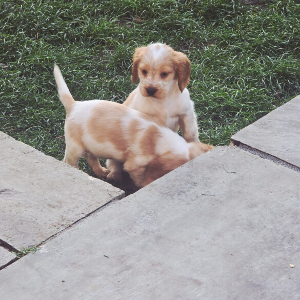 Cocker Spaniel (Show)