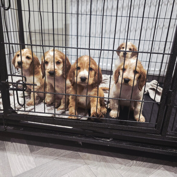 Cocker Spaniel (Show)