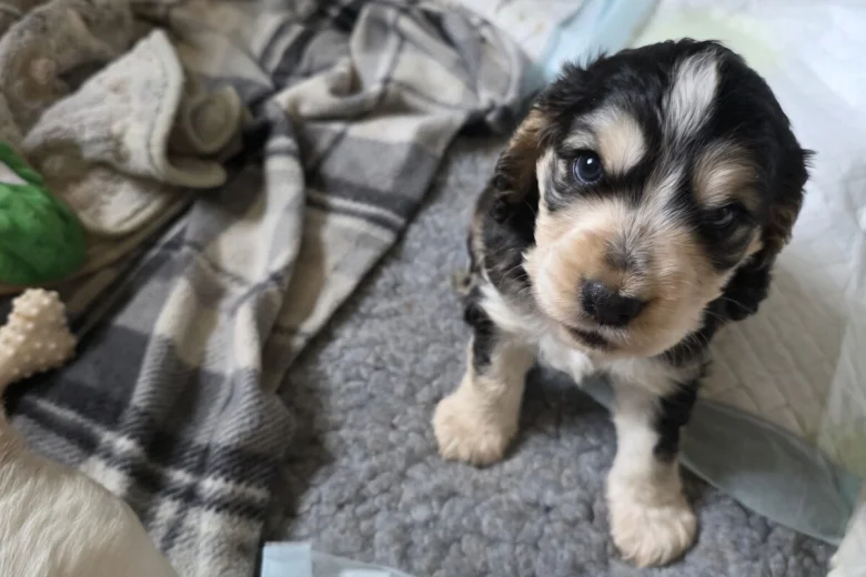 Cocker Spaniel (Show)