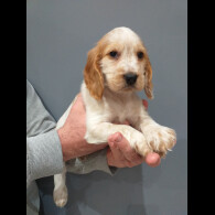 Cocker Spaniel (Show)