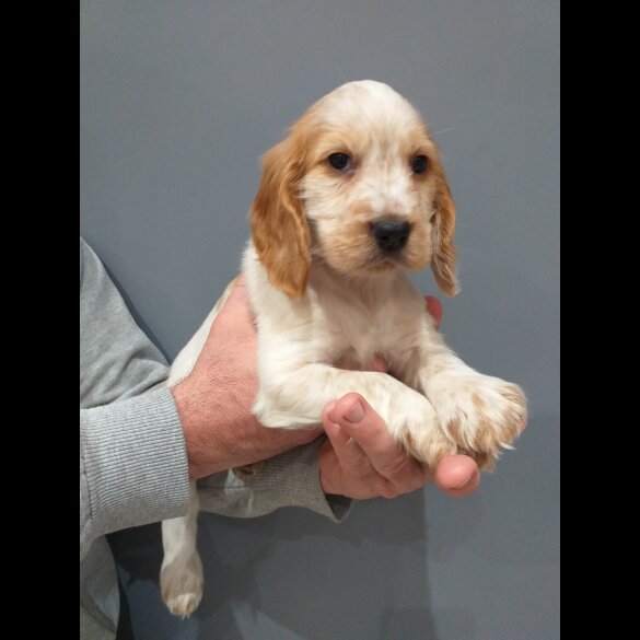 Cocker Spaniel (Show)