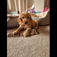 Cocker Spaniel (Show)