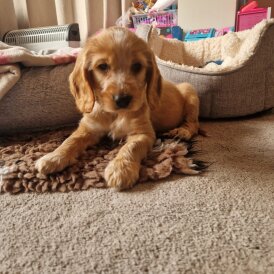 Cocker Spaniel (Show)