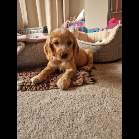Cocker Spaniel (Show)