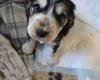 Cocker Spaniel (Show)