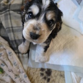 Cocker Spaniel (Show)