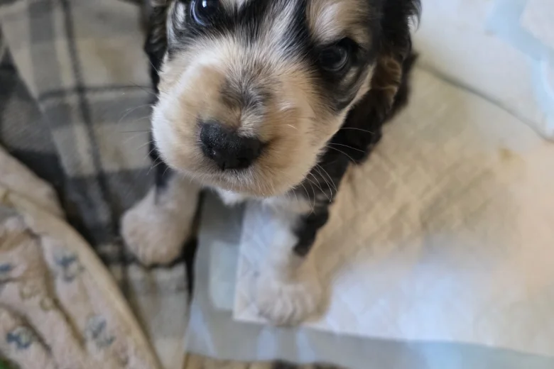 Cocker Spaniel (Show)