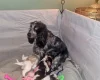 Cocker Spaniel (Show)