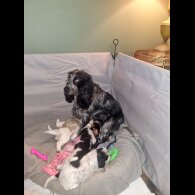 Cocker Spaniel (Show)