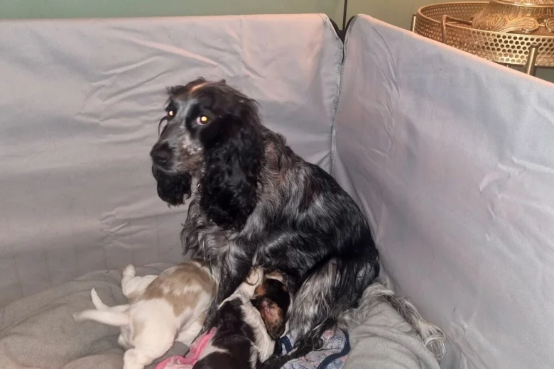 Cocker Spaniel (Show)