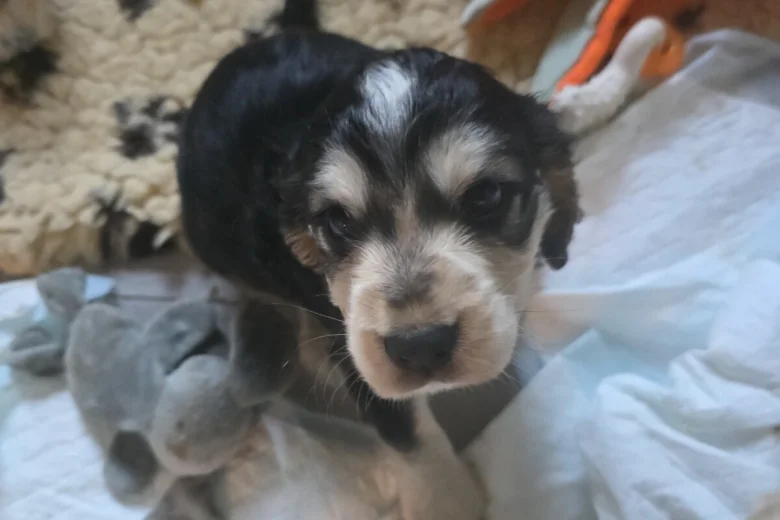 Cocker Spaniel (Show)