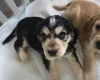 Cocker Spaniel (Show)