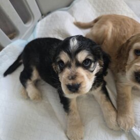 Cocker Spaniel (Show)